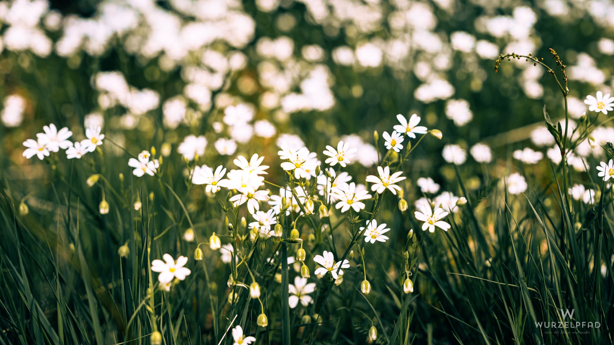 Großblütige Sternmiere
